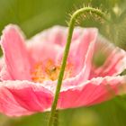 Der Mohn in rosa