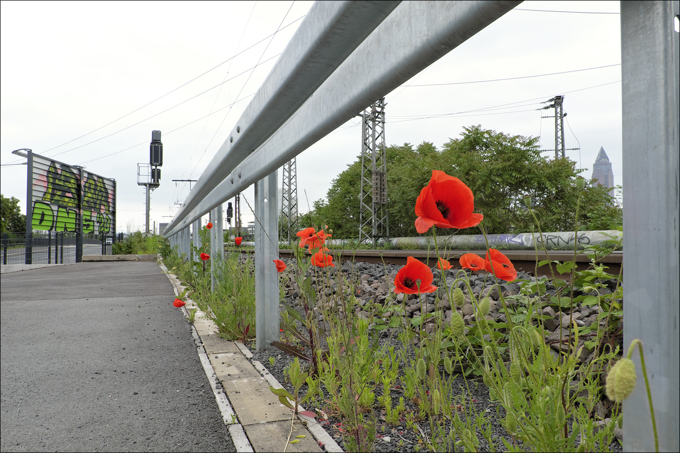 der Mohn in seiner natürlichen Umgebung (III)