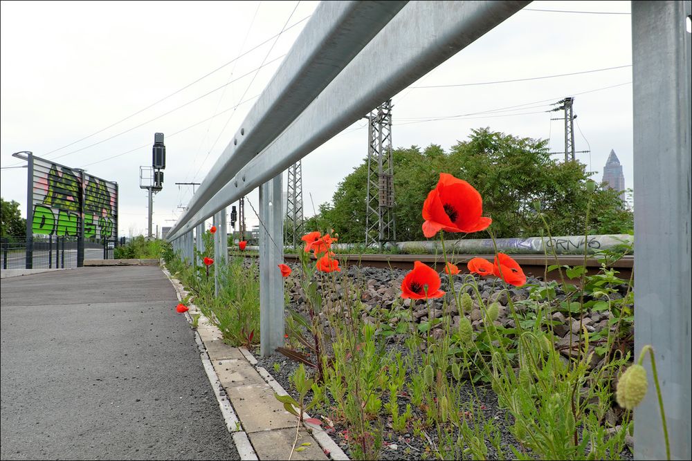 der Mohn in seiner natürlichen Umgebung (III)