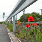 der Mohn in seiner natürlichen Umgebung (III)