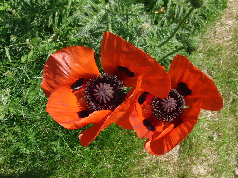 -Der Mohn in voller Blüte-