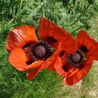 -Der Mohn in voller Blüte-