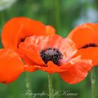 Der Mohn in voller Blüte