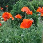 -Der Mohn in vollster Blüte-