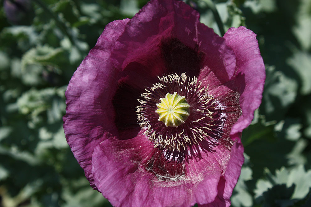 der Mohn ist auf gegangen