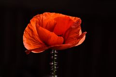 Der Mohn ist aufgegangen.