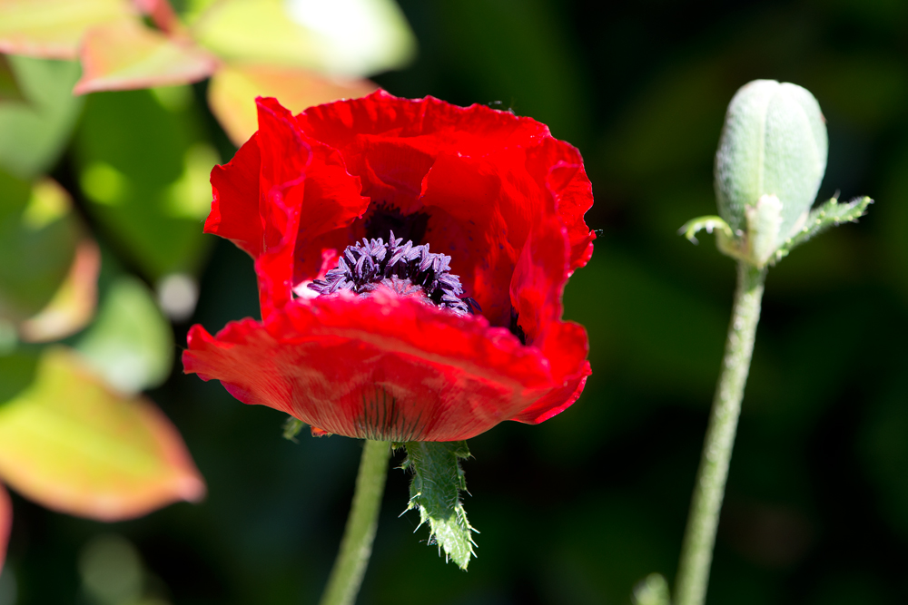 Der Mohn ist aufgegangen