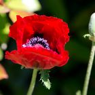 Der Mohn ist aufgegangen