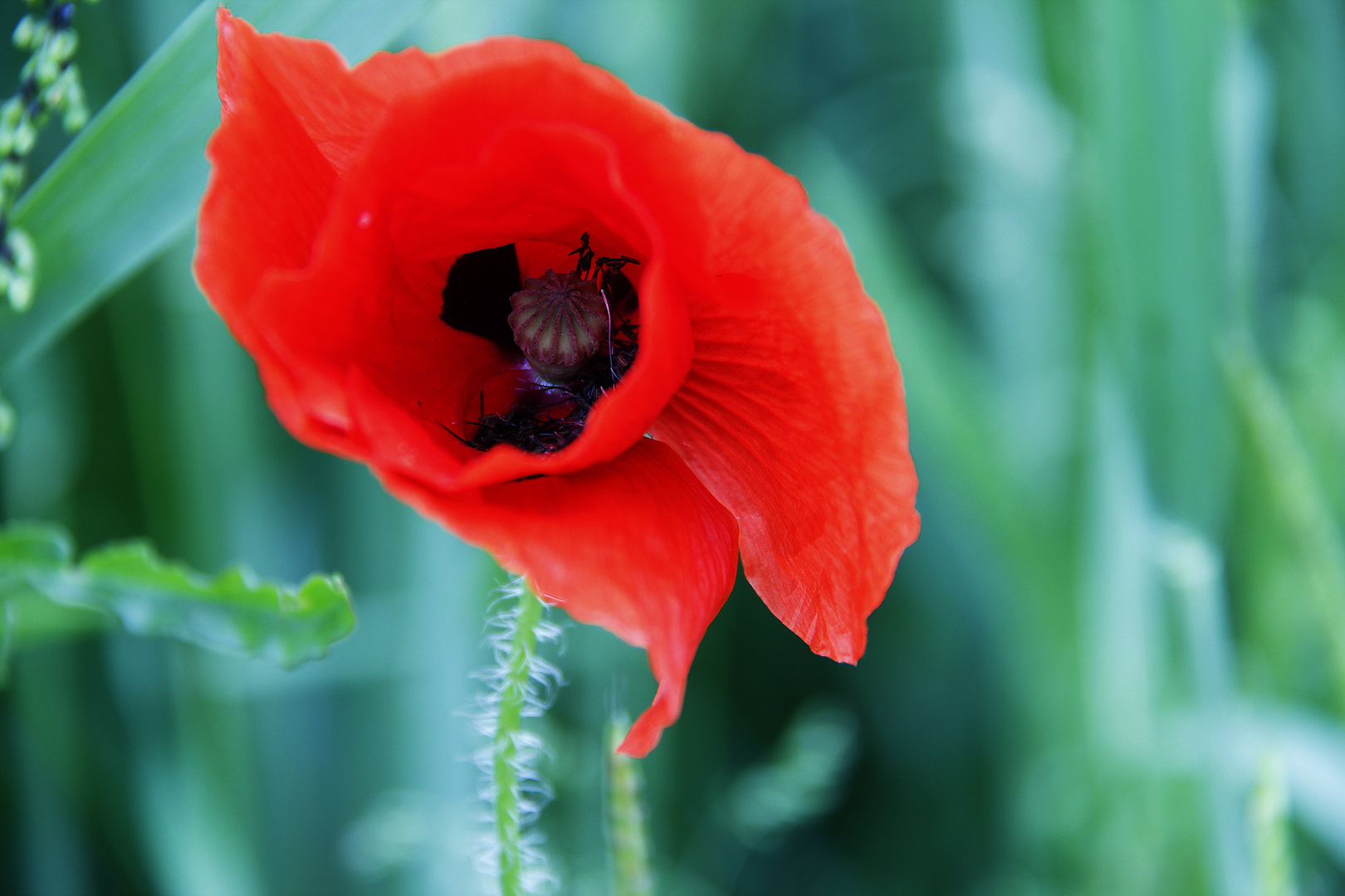 Der Mohn ist aufgegangen