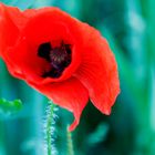 Der Mohn ist aufgegangen