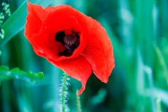 Der Mohn ist aufgegangen