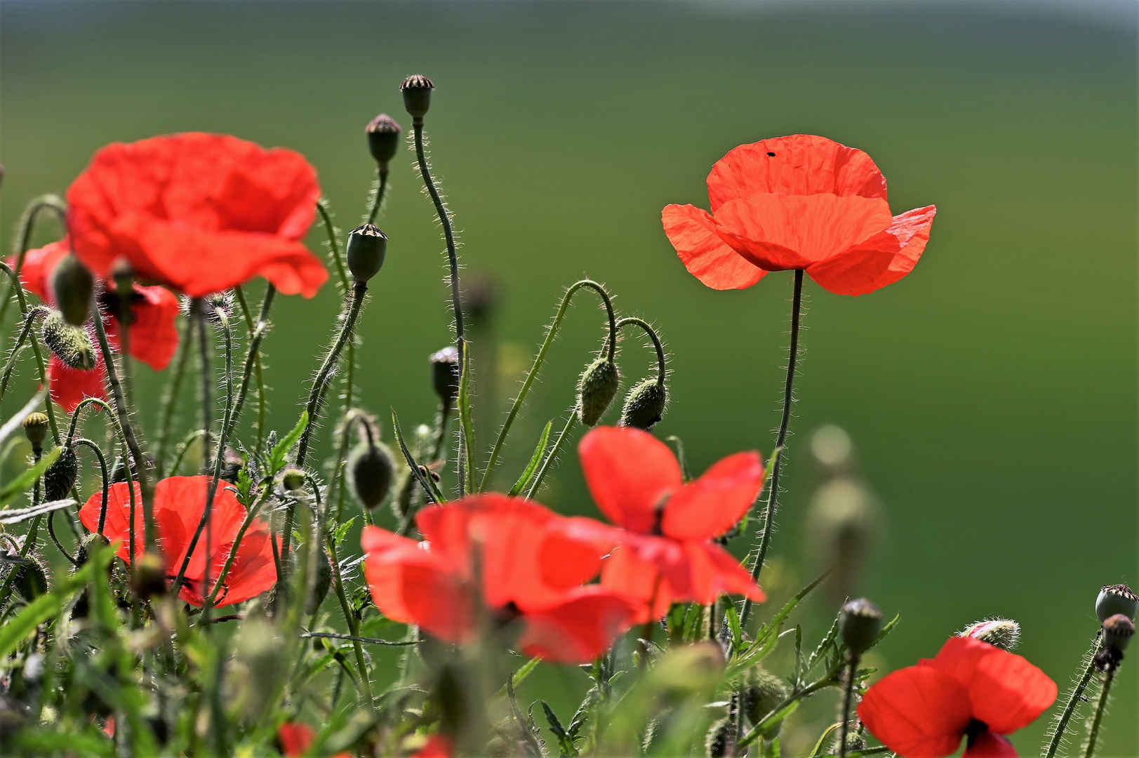 Der Mohn ist aufgegangen