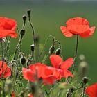 Der Mohn ist aufgegangen