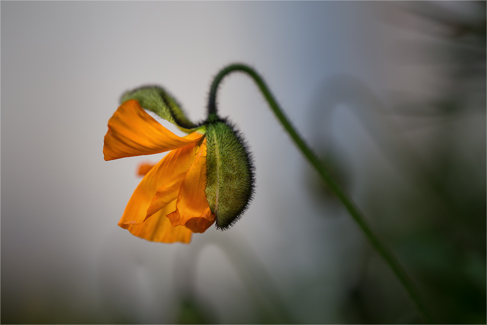 Der Mohn ist aufgegangen