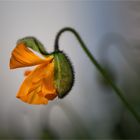 Der Mohn ist aufgegangen