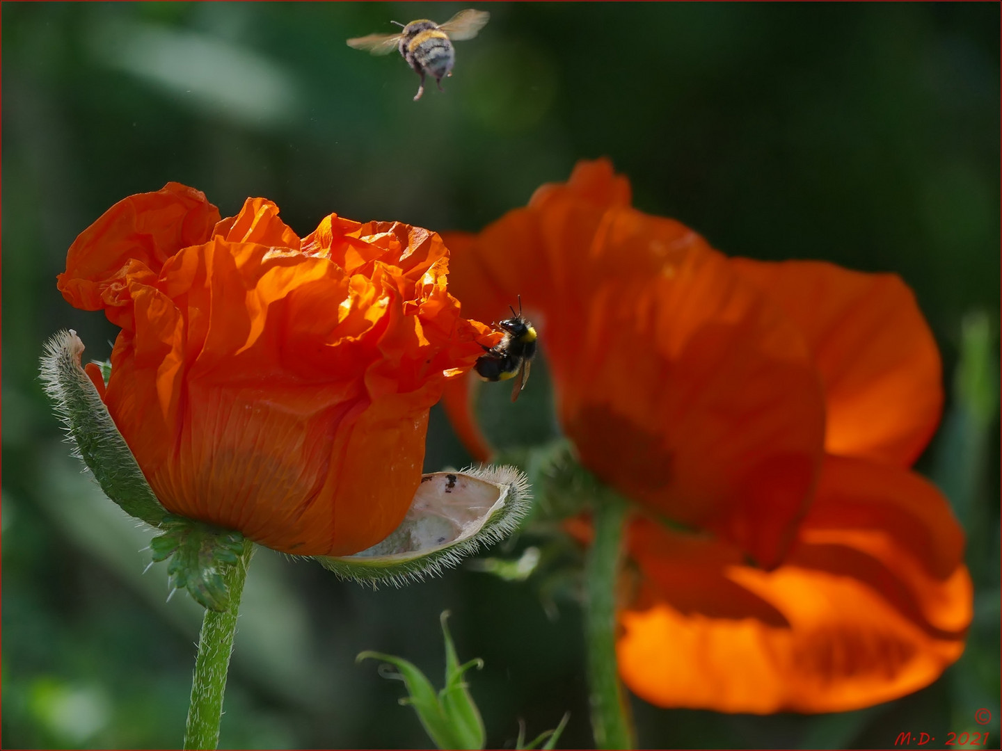 Der Mohn ist aufgegangen ...