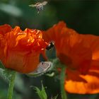 Der Mohn ist aufgegangen ...