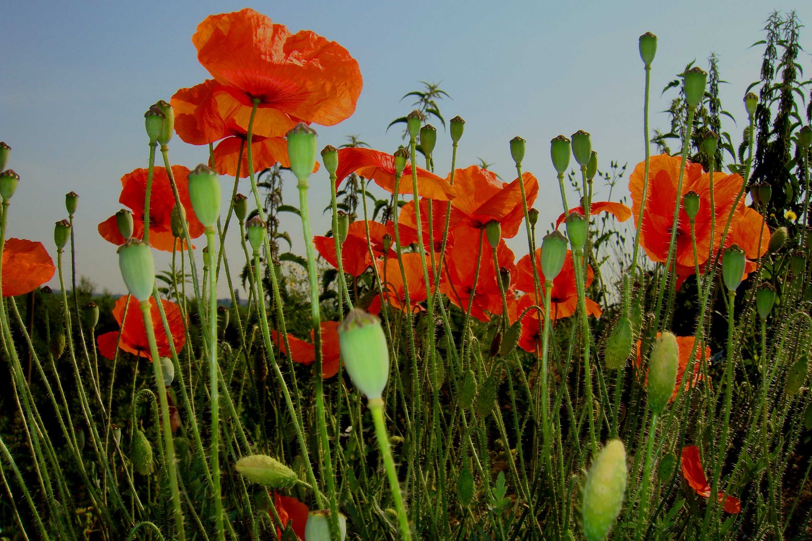 ...der Mohn ist aufgegangen ;-)