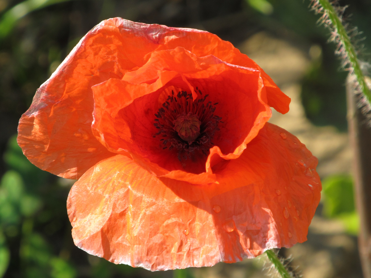 Der Mohn ist aufgegangen .....