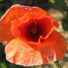 Der Mohn ist aufgegangen .....