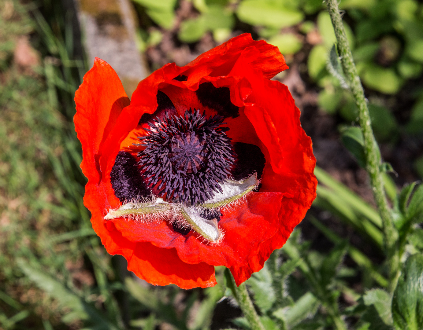 Der Mohn ist aufgegangen... 