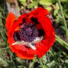 Der Mohn ist aufgegangen... 