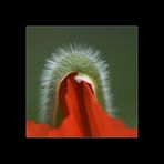 der Mohn ist aufgegangen...# 3