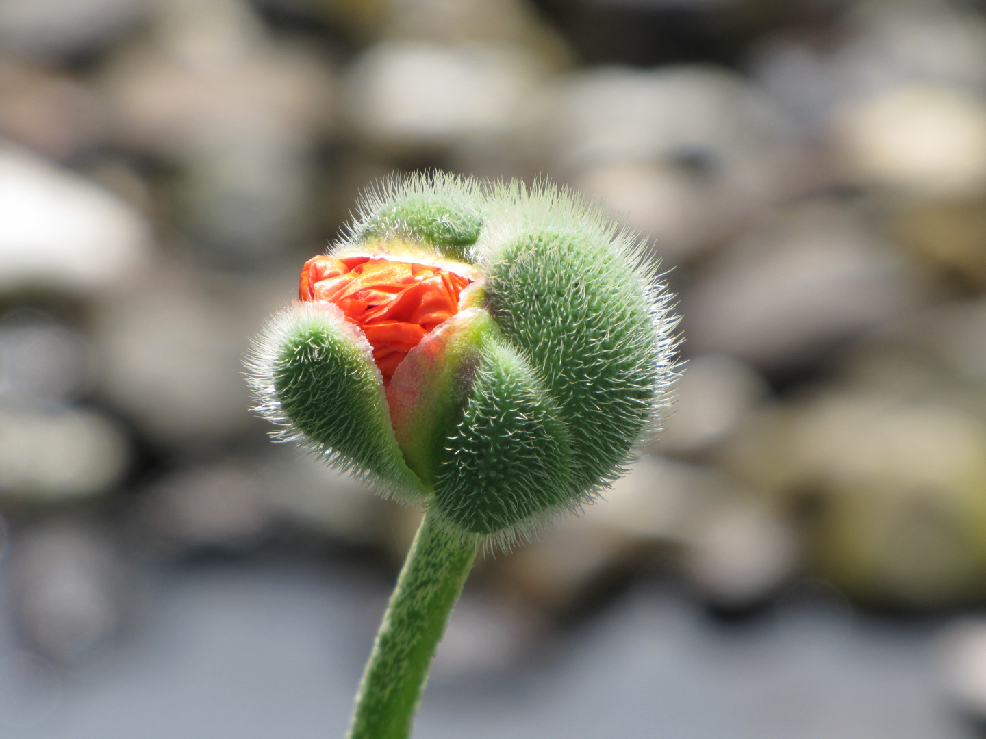 der Mohn ist aufgegangen