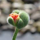 der Mohn ist aufgegangen