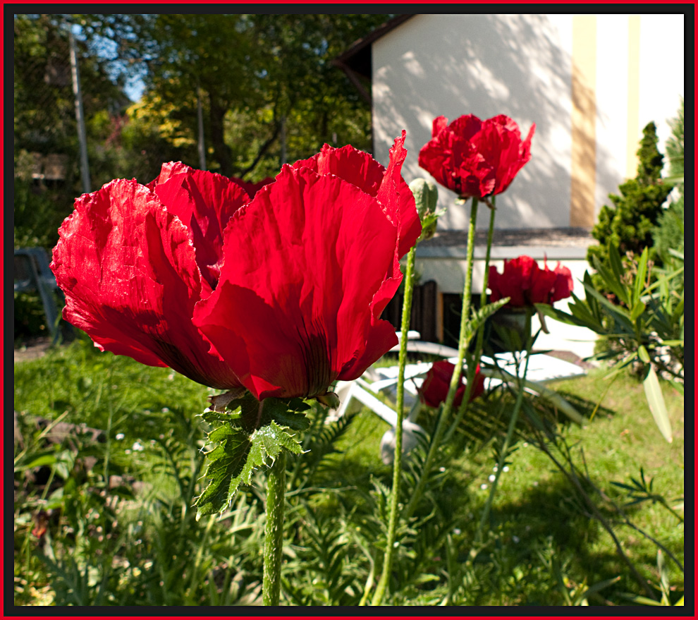 Der Mohn ist aufgegangen...