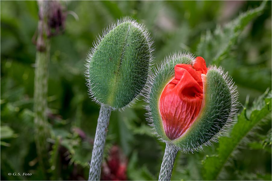 Der Mohn ist aufgegangen