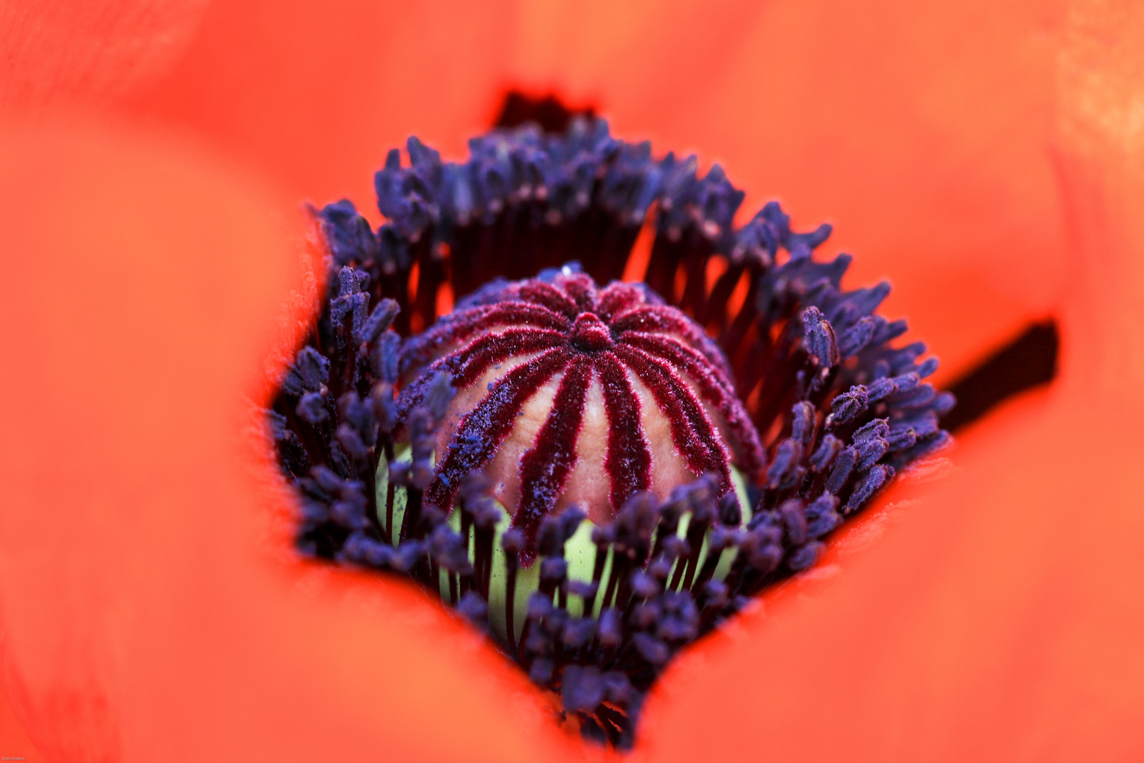 "Der Mohn ist aufgegangen"