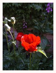 Der Mohn ist aufgegangen...