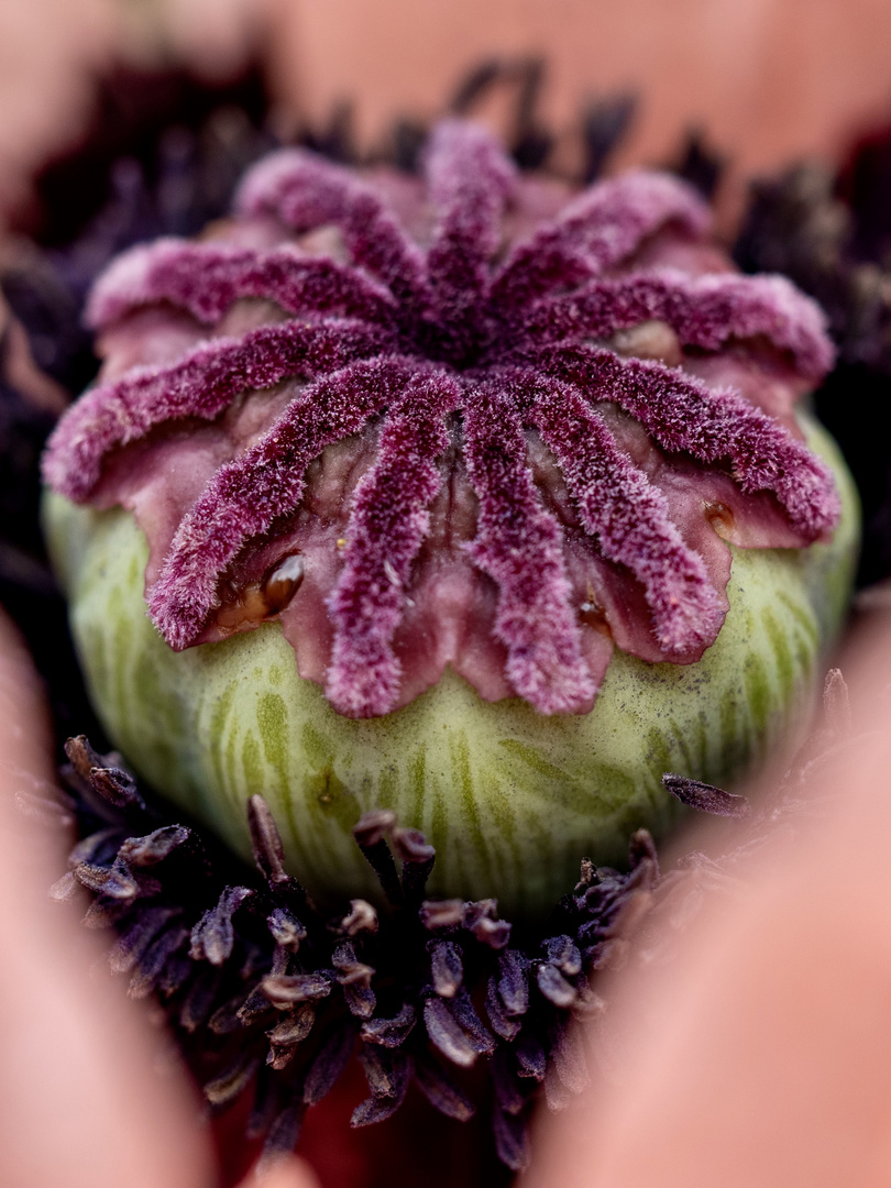 Der Mohn ist aufgegangen