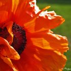 ...der Mohn ist aufgegangen...