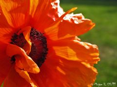 ...der Mohn ist aufgegangen...