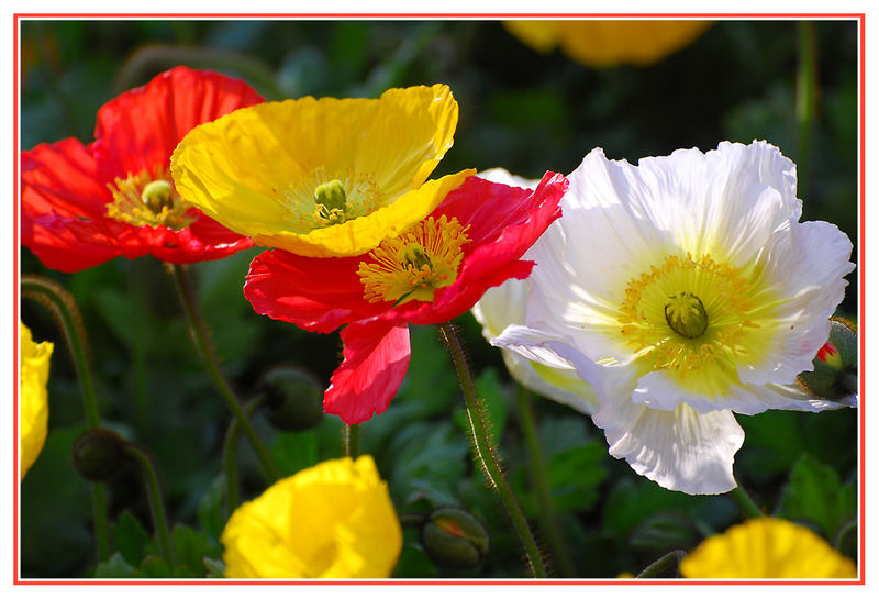 Der Mohn ist aufgegangen..