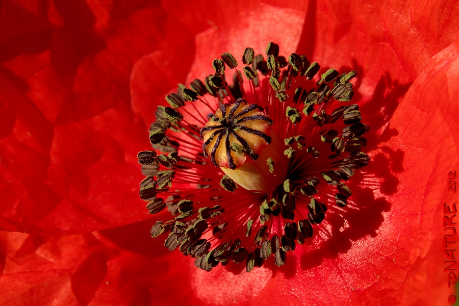 Der Mohn ist aufgegangen