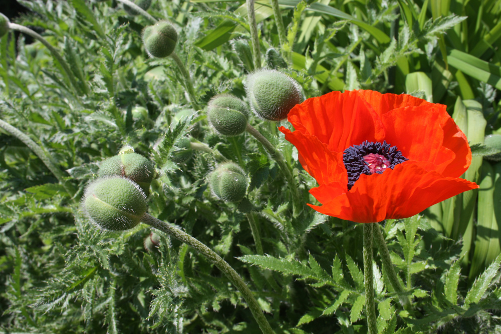 Der Mohn ist aufgegangen