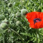 Der Mohn ist aufgegangen