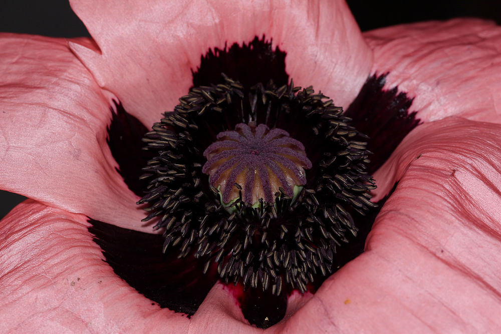 *** Der Mohn ist aufgegangen ***