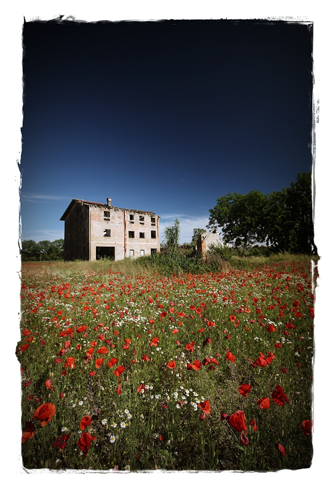 Der Mohn ist aufgegangen