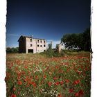 Der Mohn ist aufgegangen