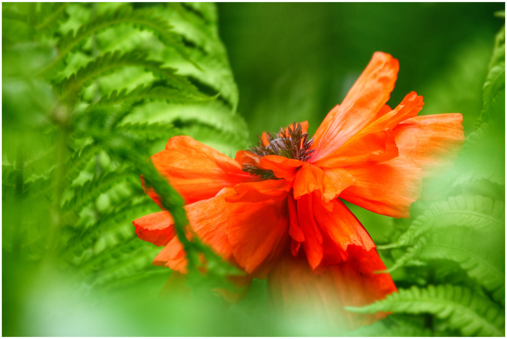 Der Mohn ist aufgegangen