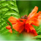 Der Mohn ist aufgegangen