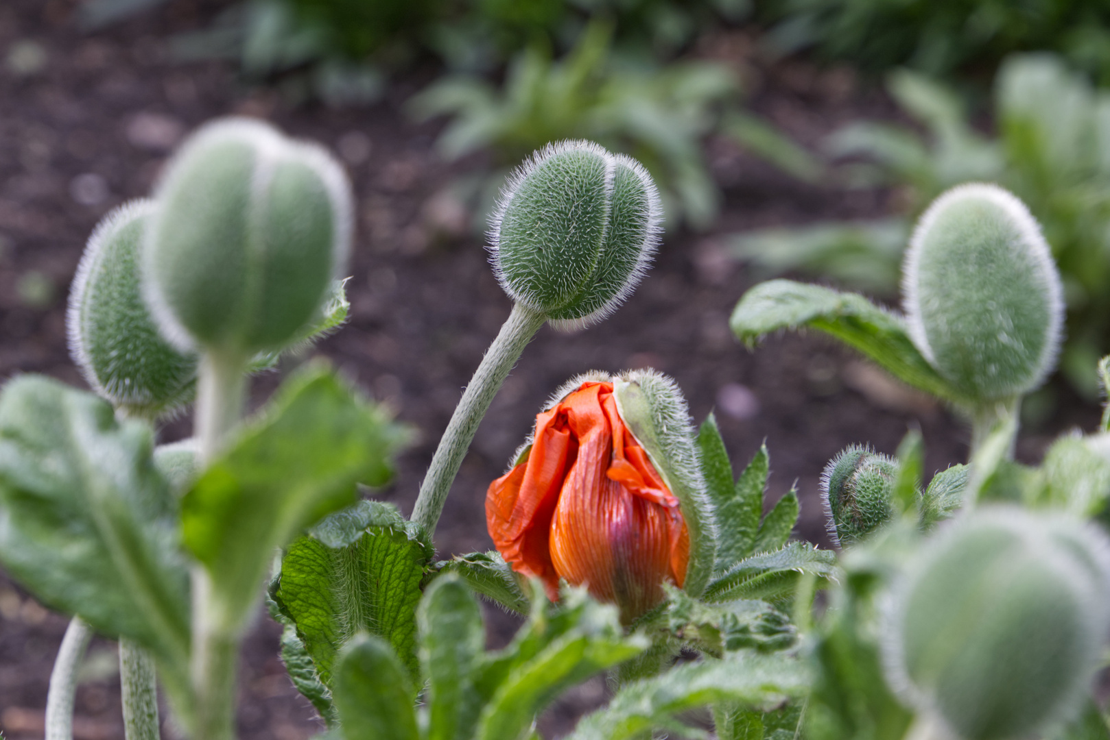 Der Mohn ist aufgegangen