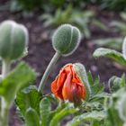 Der Mohn ist aufgegangen