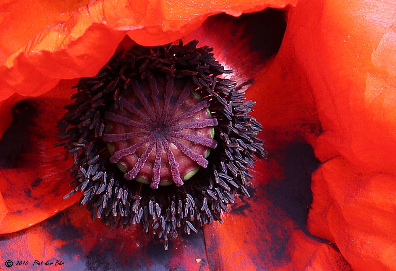 "Der Mohn ist aufgegangen"