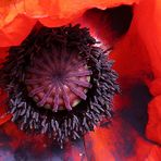 "Der Mohn ist aufgegangen"