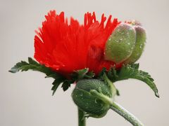 der Mohn ist aufgegangen...